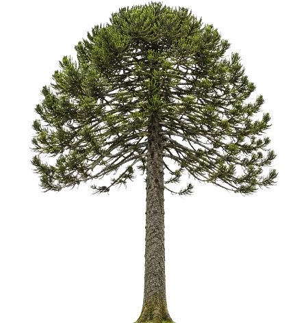 Araucaria — árbol nativo de la Araucanía