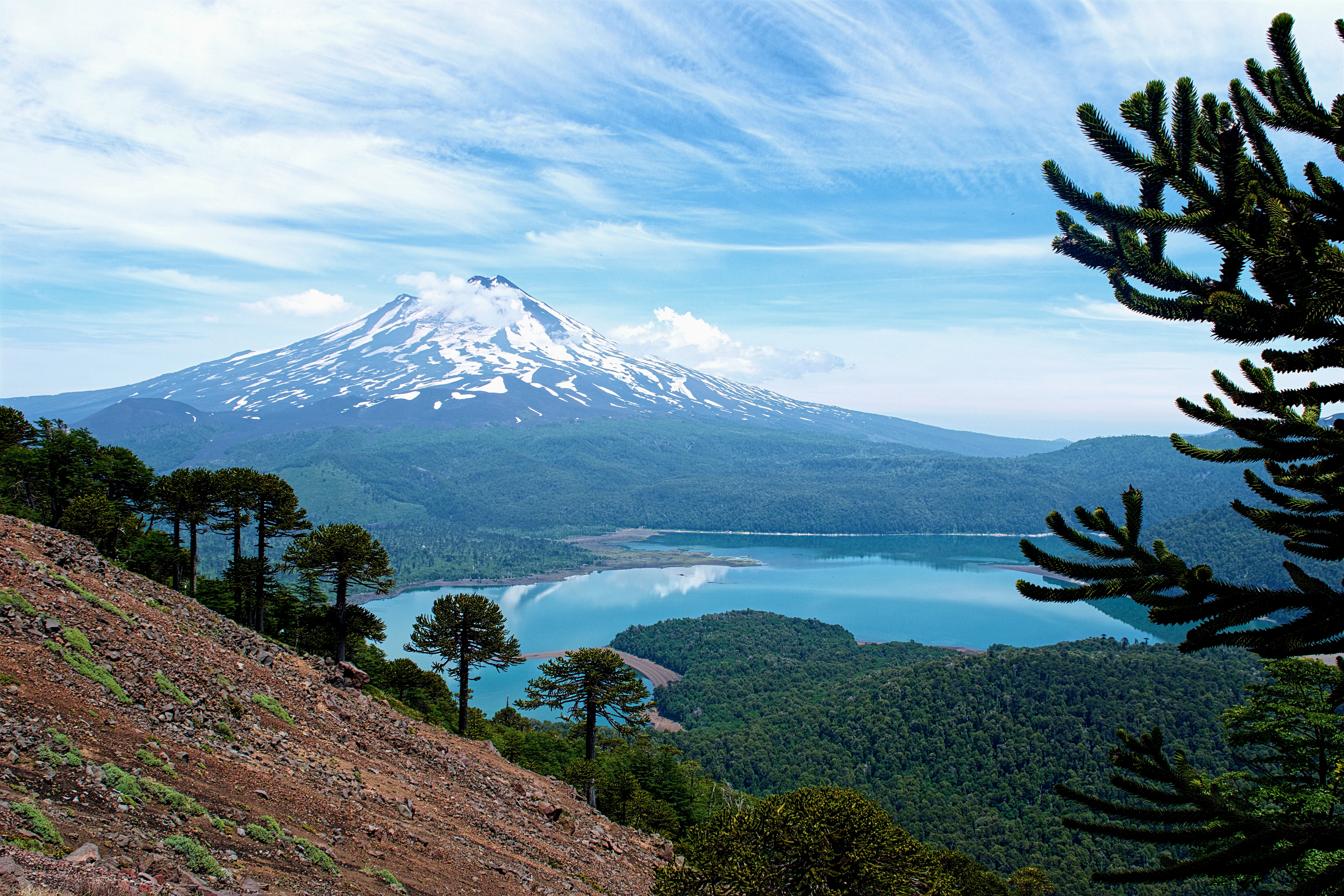Araucarias en el Parque Nacional Conguillío