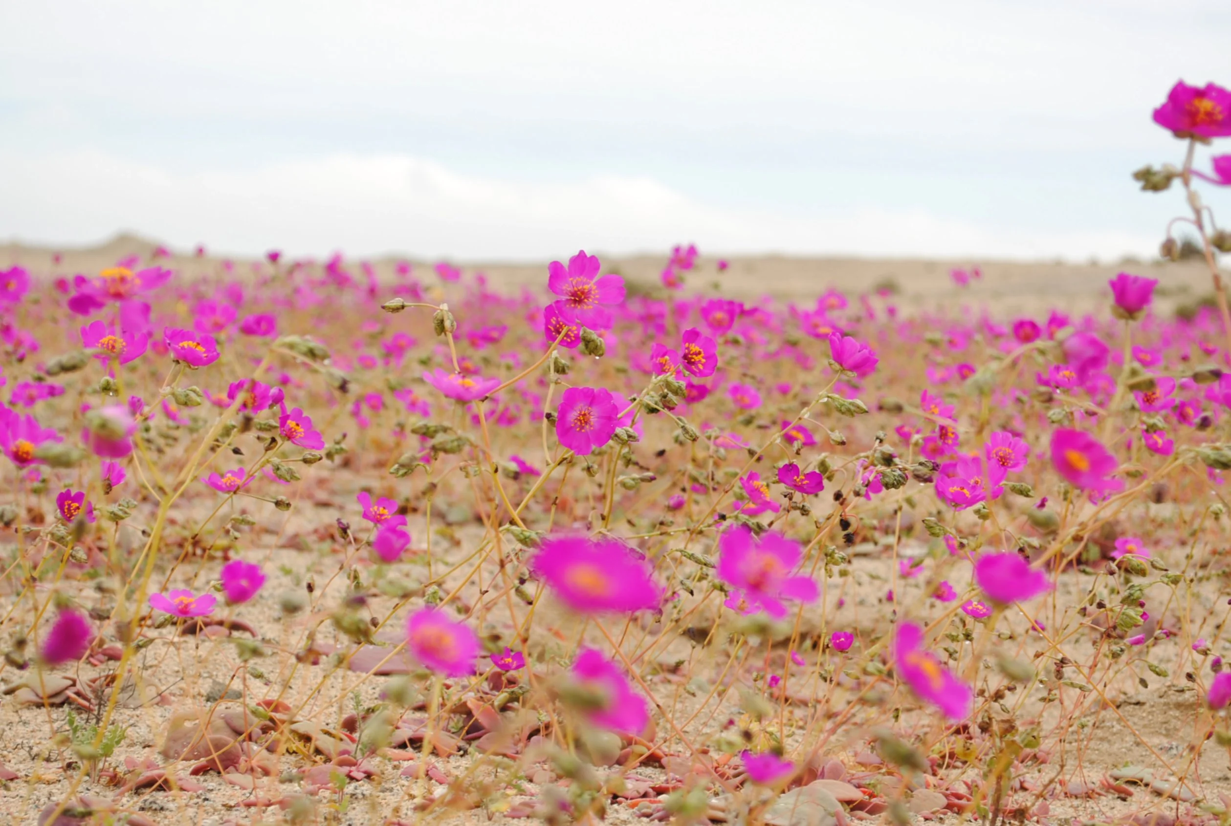 Desierto florido en el norte de Chile
